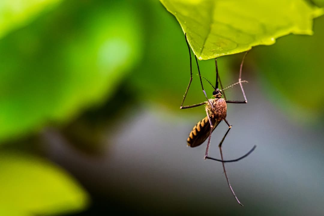 World Malaria Day