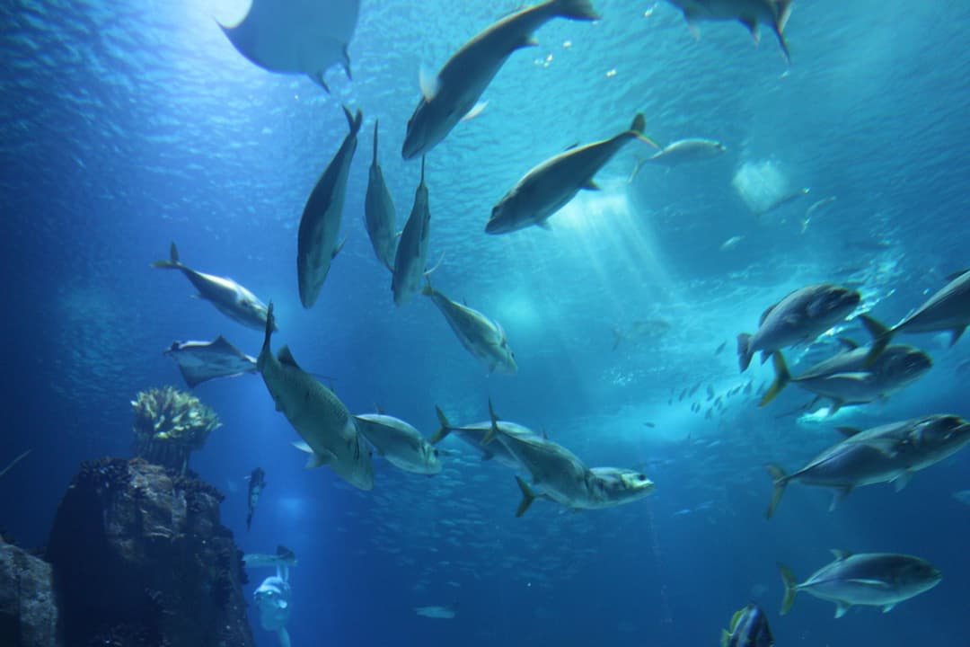 Marine Protected Areas – Letting Nature Bounce Back